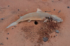Carcharhinus cautus