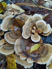 Trametes versicolor