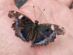 Kaniska canace nojaponicum