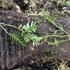 Prumnopitys ferruginea