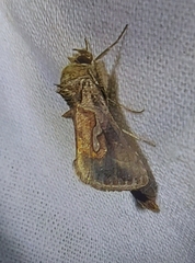Macdunnoughia confusa