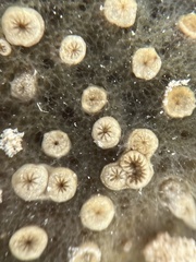 Umimayanthus parasiticus
