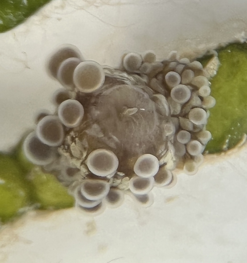 turtle-grass anemone