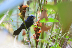 Cyanoloxia cyanoides