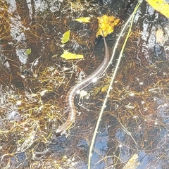 Notechis scutatus occidentalis