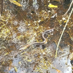 Notechis scutatus occidentalis