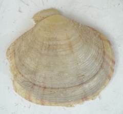 Semele
