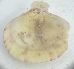 Semele