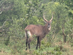 Kobus ellipsiprymnus defassa