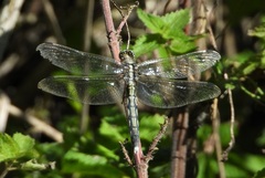 Orthetrum albistylum