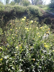 Oenothera