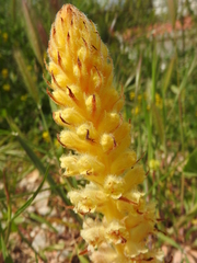 Orobanche pubescens