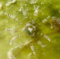 Bunodeopsis globulifera