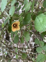 Rhabdothamnus solandri