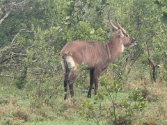 Kobus ellipsiprymnus defassa