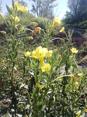 Oenothera