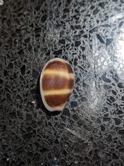 Palmadusta asellus