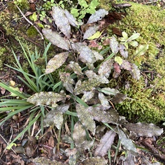 Quintinia serrata