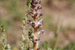 Orobanche pubescens