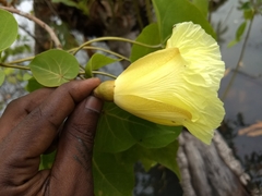 Thespesia populnea