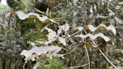 Quintinia serrata