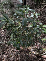 Acronychia oblongifolia