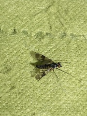 Athericidae