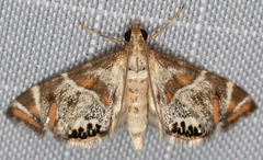 Petrophila jaliscalis