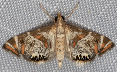 Petrophila jaliscalis