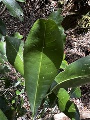 Acronychia oblongifolia