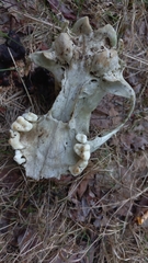 Mammalia