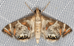 Petrophila jaliscalis