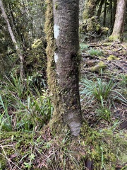 Quintinia serrata
