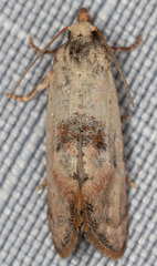 Platphalonidia campicolana
