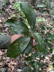 Acronychia oblongifolia