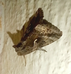 Autographa gamma