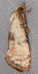 Platphalonidia campicolana