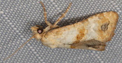 Platphalonidia felix