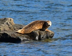 Phoca vitulina vitulina