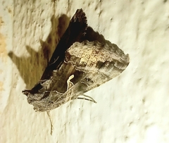 Autographa gamma