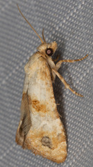Platphalonidia felix