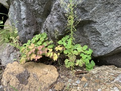 Aquilegia canadensis
