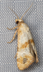 Platphalonidia felix