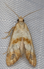 Platphalonidia felix