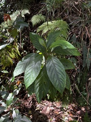 Cuttsia viburnea