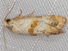 Platphalonidia felix