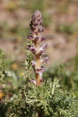 Orobanche pubescens
