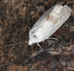 Ponometia acutus
