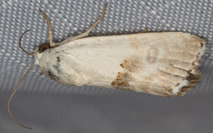 Ponometia acutus