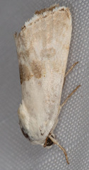 Ponometia acutus